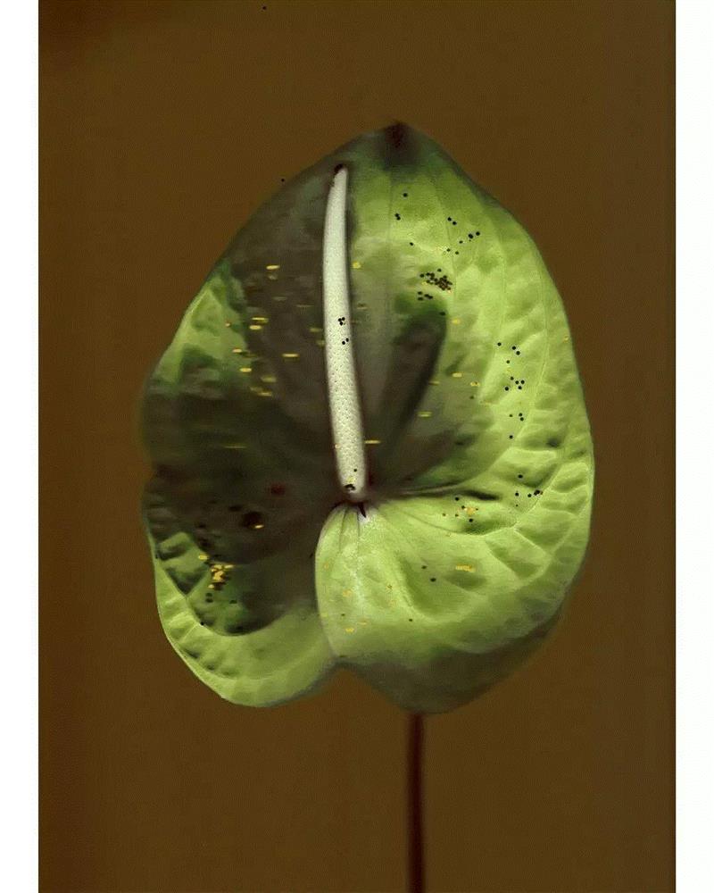 见过这么精致的细节吗？赶紧尝尝鲜！,文中,END