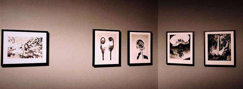 《荒木经惟·花幽》展览现场,荒木经惟·花幽 现场身体表演：凝视的形状|AMNUA身体剧场,荒木经惟,花幽,AMNUA,舞蹈,舞者,艺术节,编舞,俞亚男,罗月冰,现代舞