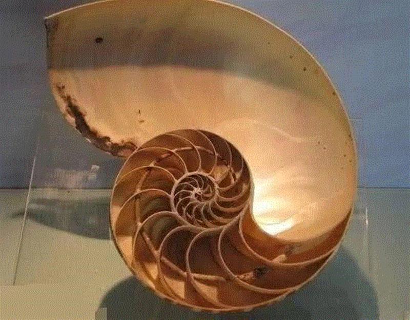 鹦鹉螺,器物丨鹦鹉螺杯，欧洲皇室的奢华器皿！,鹦鹉螺杯,器物,皇室,器皿,鹦鹉螺,鹦鹉杯,贝壳,荷兰,空腔,里面