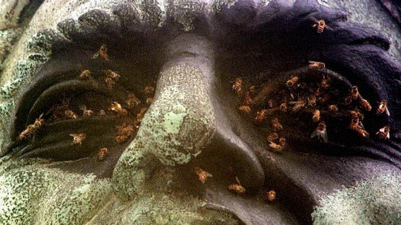 夭寿啦：六种可能在你眼中出现的生物,夭寿,眼中,生物,蜜蜂,图源,汗液,医生,蜱虫,虫子,眼睑