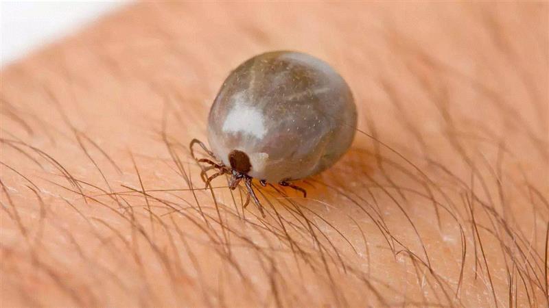图源：Health Magazine,夭寿啦：六种可能在你眼中出现的生物,夭寿,眼中,生物,蜜蜂,图源,汗液,医生,蜱虫,虫子,眼睑
