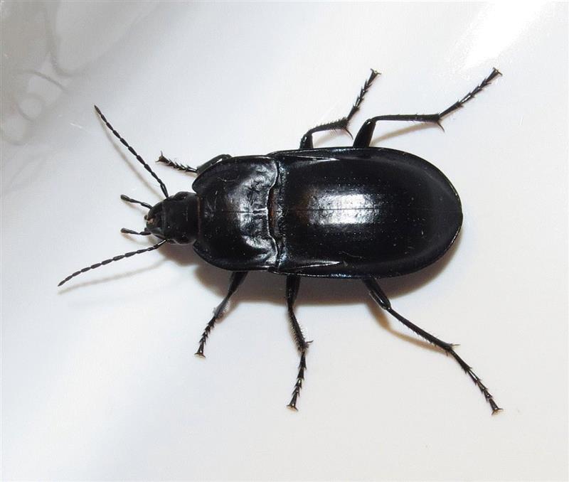 图源：Bug Eric,夭寿啦：六种可能在你眼中出现的生物,夭寿,眼中,生物,蜜蜂,图源,汗液,医生,蜱虫,虫子,眼睑