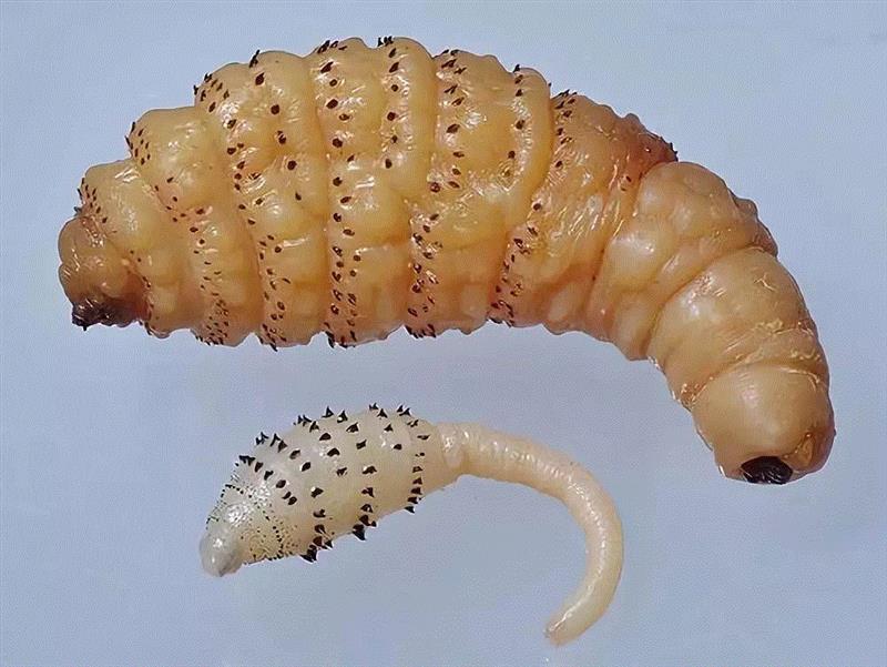 图源：Wikibooks,夭寿啦：六种可能在你眼中出现的生物,夭寿,眼中,生物,蜜蜂,图源,汗液,医生,蜱虫,虫子,眼睑