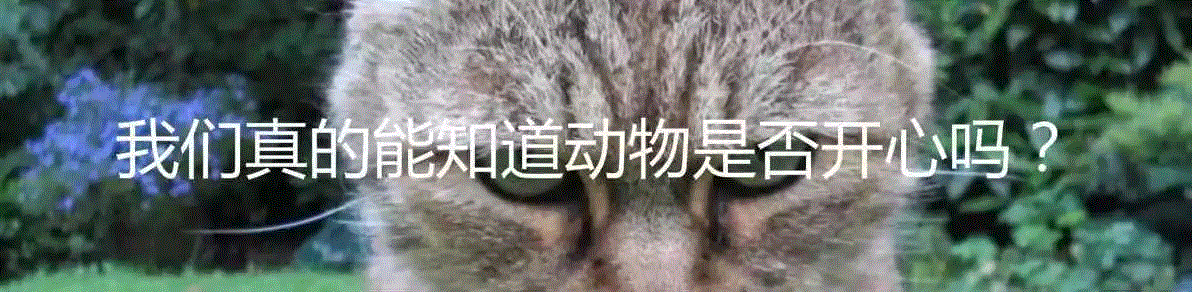 猩猩也有同理心的客观证据,猩猩,黑猩猩,雄性,雌性,倭黑猩猩,灵长类,道德,Mama,瓦尔,身上