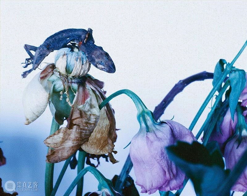 展览 | 荒木经惟·花幽,荒木经惟,摄影展,阳子,荒木,东京都,绘卷,花幽,电通,东京府,下谷区