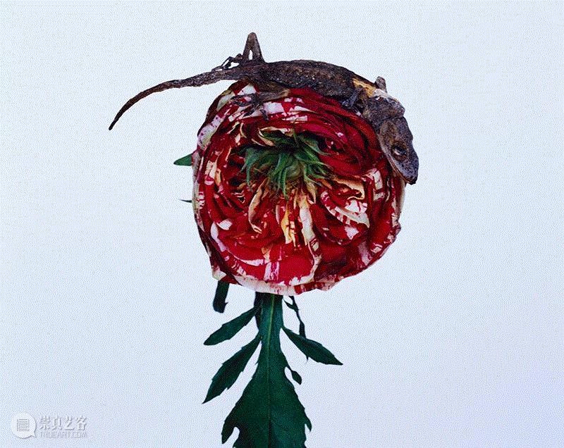 展览 | 荒木经惟·花幽,荒木经惟,摄影展,阳子,荒木,东京都,绘卷,花幽,电通,东京府,下谷区