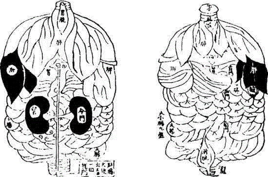 《内镜图》,人体解剖的印刷简史,人体,插图,戈蒂尔,医学,图源,外科,解剖学,特纳,美柔汀,格思里