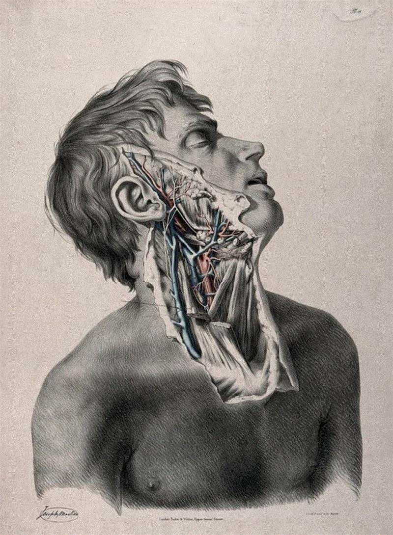 用来描绘男子颈部动脉与静脉的彩色石版画，约1841年。图源：wellcome collection,人体解剖的印刷简史,人体,插图,戈蒂尔,医学,图源,外科,解剖学,特纳,美柔汀,格思里