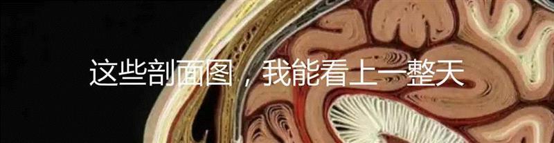人体解剖的印刷简史,人体,插图,戈蒂尔,医学,图源,外科,解剖学,特纳,美柔汀,格思里