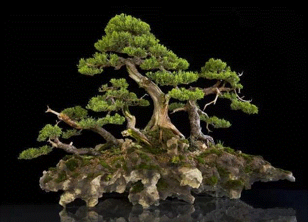 景观丨附石盆景：一盆一景一情怀,情怀,景观,丨附石盆景,树桩,上方,右上,桩景,石上生,附石式,观赏石