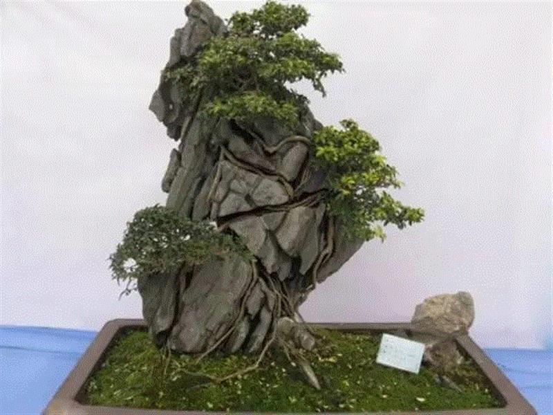 景观丨附石盆景：一盆一景一情怀,情怀,景观,丨附石盆景,树桩,上方,右上,桩景,石上生,附石式,观赏石