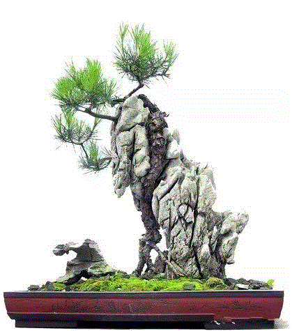 景观丨附石盆景：一盆一景一情怀,情怀,景观,丨附石盆景,树桩,上方,右上,桩景,石上生,附石式,观赏石