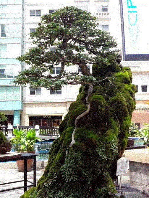 景观丨附石盆景：一盆一景一情怀,情怀,景观,丨附石盆景,树桩,上方,右上,桩景,石上生,附石式,观赏石