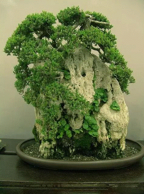 景观丨附石盆景：一盆一景一情怀,情怀,景观,丨附石盆景,树桩,上方,右上,桩景,石上生,附石式,观赏石