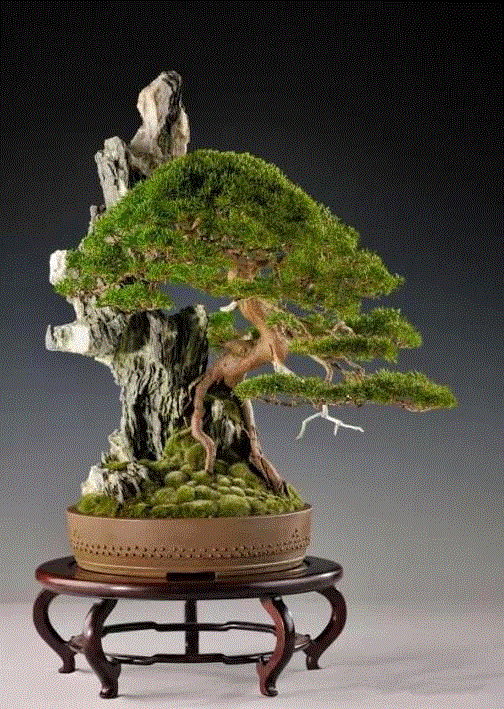 景观丨附石盆景：一盆一景一情怀,情怀,景观,丨附石盆景,树桩,上方,右上,桩景,石上生,附石式,观赏石