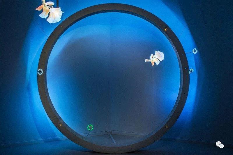 【艺术家】回顾丨覃小诗与陈思颖参加Savvy Contemporary(柏林)展览:“黑暗生态”,Contemporary,生态,柏林,陈思颖,丨覃小诗,塞壬,Plains,地点,迪奥,覃小诗