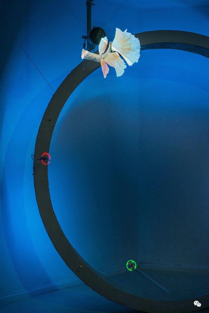 摄影:Raisa Galofre,【艺术家】回顾丨覃小诗与陈思颖参加Savvy Contemporary(柏林)展览:“黑暗生态”,Contemporary,生态,柏林,陈思颖,丨覃小诗,塞壬,Plains,地点,迪奥,覃小诗