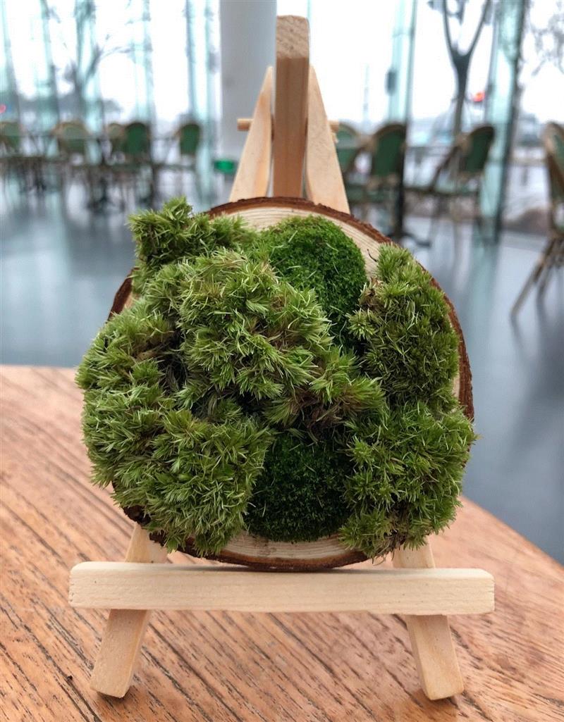 insideyuz | 植物曾告诉我——苔藓拼贴工作坊,植物,苔藓,insideyuz,工作坊,倒影,谢素梅,圆木,地点,余德耀美术馆玻璃厅,未成年人