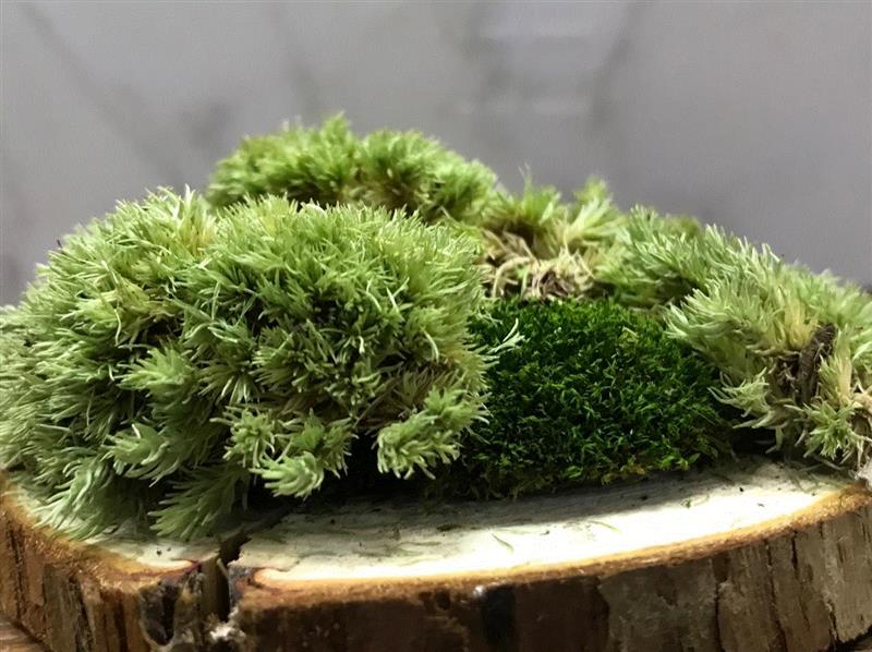 insideyuz | 植物曾告诉我——苔藓拼贴工作坊,植物,苔藓,insideyuz,工作坊,倒影,谢素梅,圆木,地点,余德耀美术馆玻璃厅,未成年人