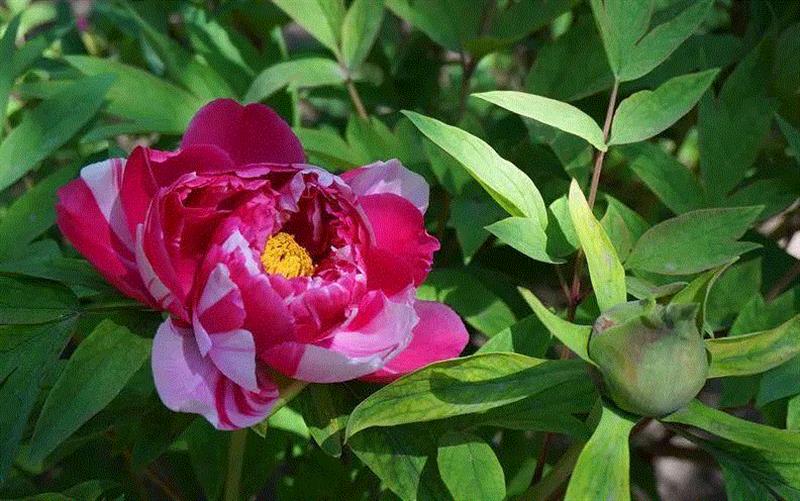 牡丹花（图自菏泽牡丹网）,看牡丹纹识别瓷器年代？你也可以！,牡丹纹,瓷器,牡丹,器物,纹饰,青花,故宫博物院,花瓣,西夏,元代