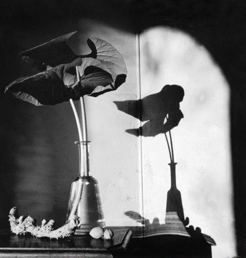 诗人走向词语正如自然走向枯枝,诗人,枯枝,诗歌,坛子,史蒂文斯,皇帝,冰淇淋,精英,华莱士,马永波