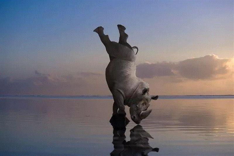 在旅途的过程中,托马斯产生了这样设想:如果这些动物并非我们所熟悉的样子,而是像动画片里那样无忧无虑的