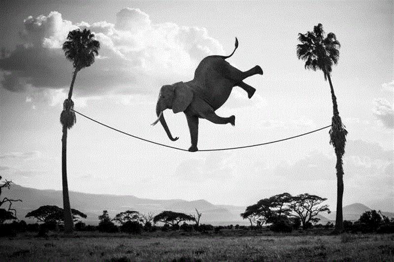 大象走钢丝,熊猫骑在斑马身上驰骋草原,飞翔在空中的“佩奇”……这些动物仿佛真的成为了非洲这片广阔土地