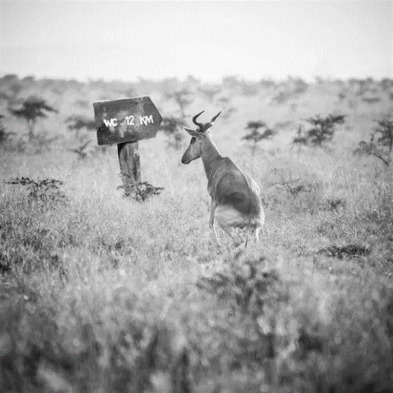 摄影丨当心,这些动物将会萌进你的心,托马斯,非洲,野生动物,这个词,巴黎,上方,右上,Hakuna,Matata,斯瓦希里语