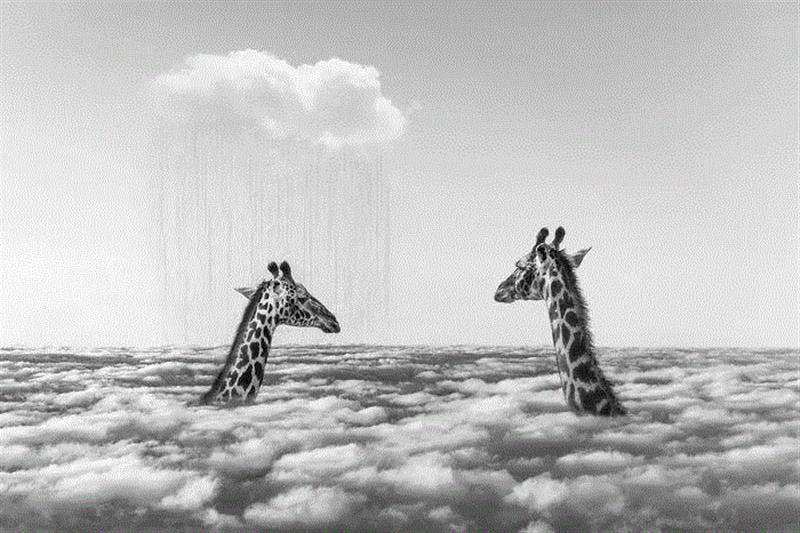 摄影丨当心,这些动物将会萌进你的心,托马斯,非洲,野生动物,这个词,巴黎,上方,右上,Hakuna,Matata,斯瓦希里语