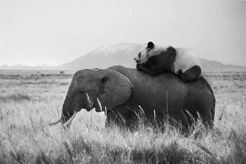 摄影丨当心,这些动物将会萌进你的心,托马斯,非洲,野生动物,这个词,巴黎,上方,右上,Hakuna,Matata,斯瓦希里语