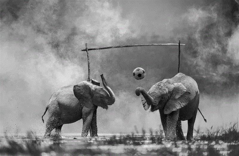 摄影丨当心,这些动物将会萌进你的心,托马斯,非洲,野生动物,这个词,巴黎,上方,右上,Hakuna,Matata,斯瓦希里语