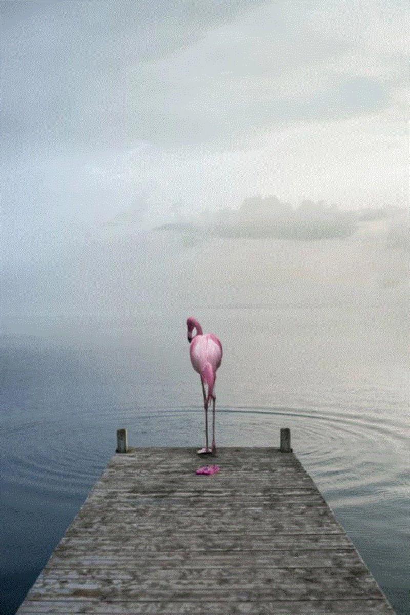 摄影丨当心,这些动物将会萌进你的心,托马斯,非洲,野生动物,这个词,巴黎,上方,右上,Hakuna,Matata,斯瓦希里语