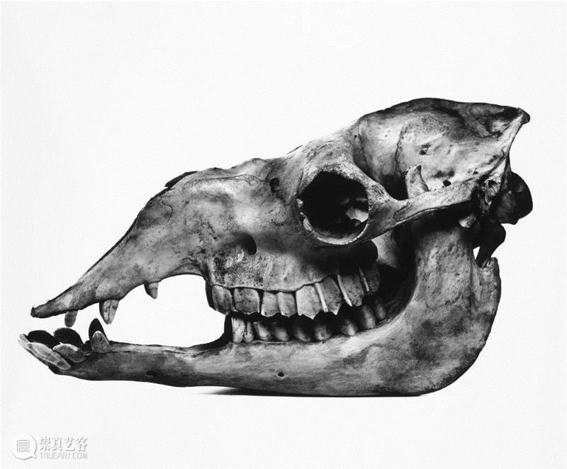 欧文·佩恩（Irving Penn），骆驼头骨,1986,欧文·佩恩丨‘超长待机’的摄影艺术大师，纵横美国当代摄影70年,人体,Vogue,三宅一生,商业,时装,摄影师,时尚,肖像,欧文·佩恩,封面