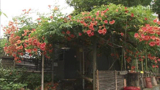 豆瓣9.6分，看了这对90岁老夫妻的神仙日子，我们真的是在虚度此生！,老夫妻,神仙日子,此生,豆瓣,爷爷,奶奶,日子,房子,英子,家里