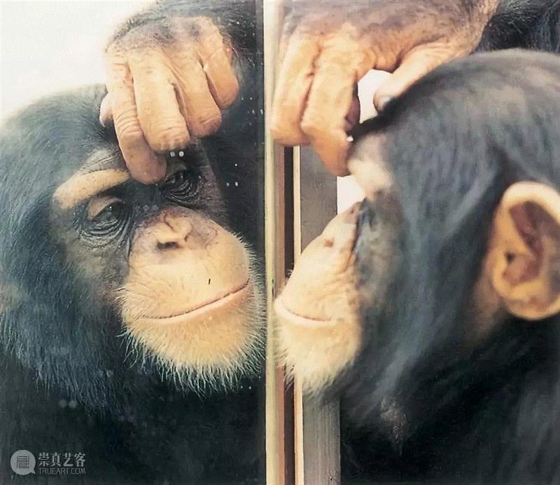 图源：Replicated Typo,一条自我觉醒的鱼,镜子,盖洛普,自我意识,乔丹,黑猩猩,物种,裂唇鱼,标记,身上,大象