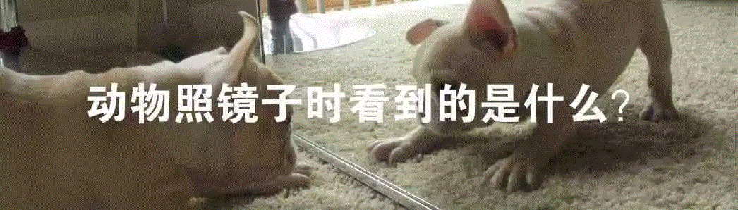 一条自我觉醒的鱼,镜子,盖洛普,自我意识,乔丹,黑猩猩,物种,裂唇鱼,标记,身上,大象
