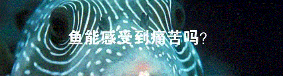 一条自我觉醒的鱼,镜子,盖洛普,自我意识,乔丹,黑猩猩,物种,裂唇鱼,标记,身上,大象