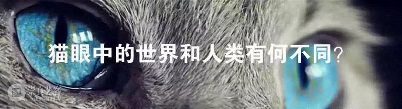 一条自我觉醒的鱼,镜子,盖洛普,自我意识,乔丹,黑猩猩,物种,裂唇鱼,标记,身上,大象