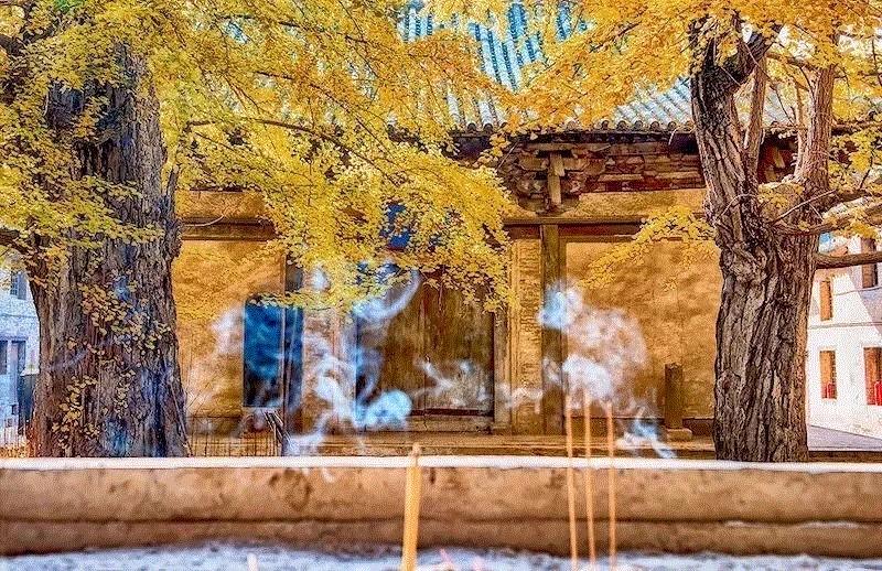游学 | 晋东南：千年银杏，一品青莲（10月27日—10月28日）,晋东南,银杏,一品,青莲,晋城,青莲寺,泽州,冶底岱庙,府城玉皇庙,府城关帝庙