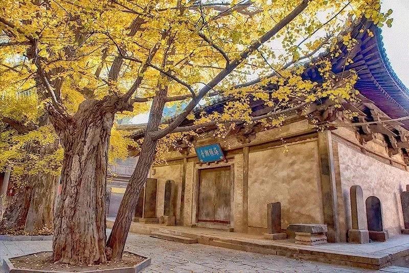游学 | 晋东南：千年银杏，一品青莲（10月27日—10月28日）,晋东南,银杏,一品,青莲,晋城,青莲寺,泽州,冶底岱庙,府城玉皇庙,府城关帝庙