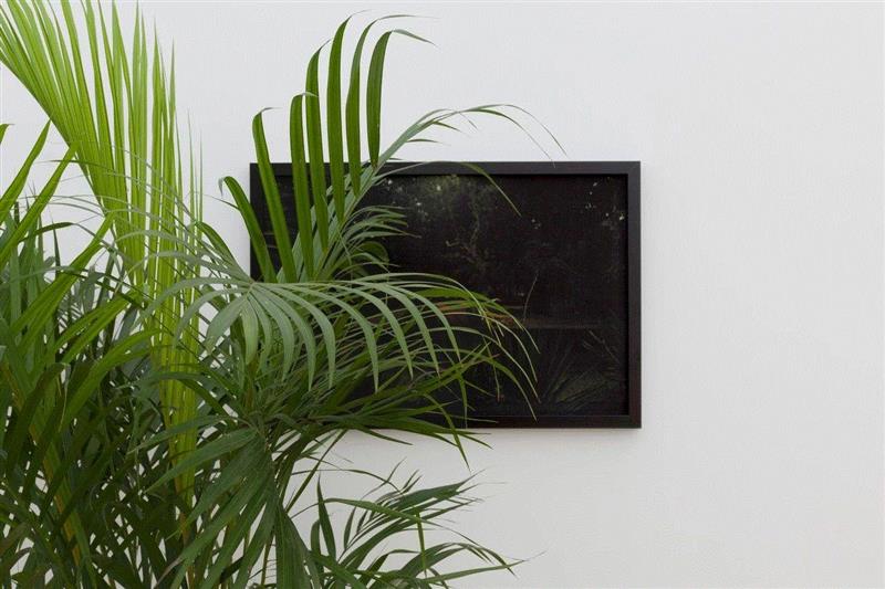  杨沛铿，《公园看更》，收藏级喷墨打印、植物， 42.3×62cm，2015 &