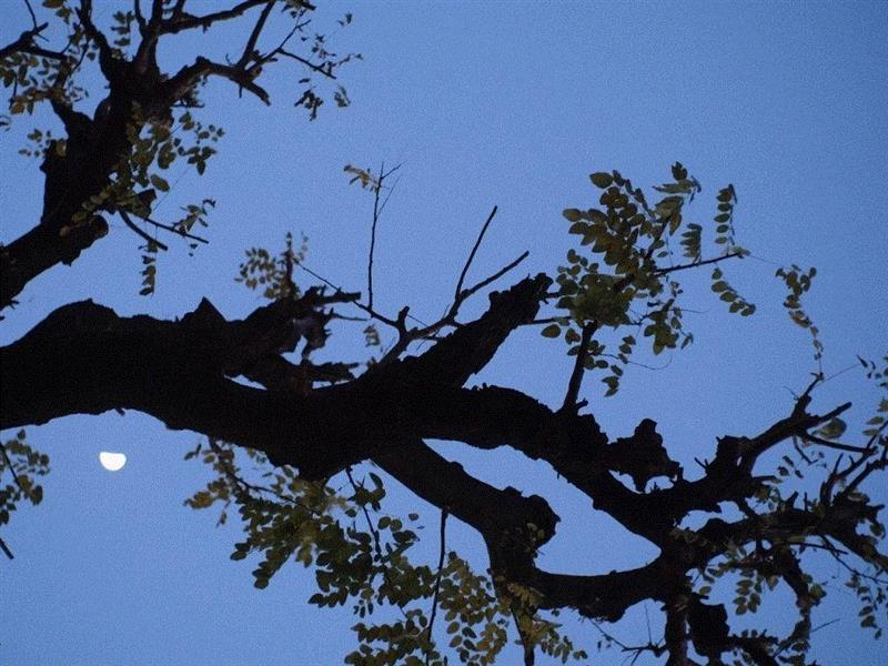 詩，死了。,海子,诗人,诗歌,太阳,文学,西川,今夜,大海,北大,青年