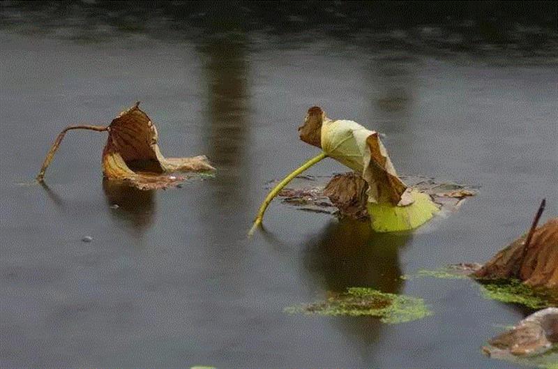 留得枯荷听雨声,留得枯荷听雨声,水面,敌人,吴冠中,残荷,荷池,昔日,荷叶,荷塘,凉意