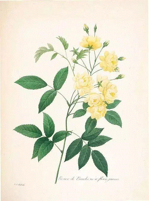 你想和他比画花？他用了一辈子.....你准备用多久？,一辈子,雷杜德,比利时,植物,法国,素描,玛丽,绘画,巴黎,皇室