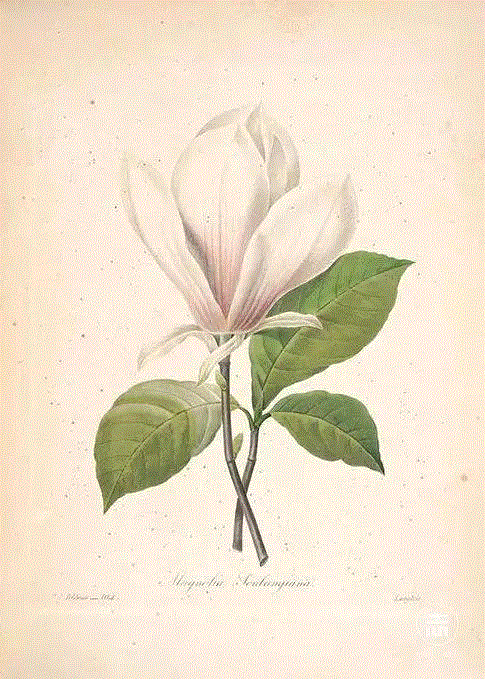 你想和他比画花？他用了一辈子.....你准备用多久？,一辈子,雷杜德,比利时,植物,法国,素描,玛丽,绘画,巴黎,皇室