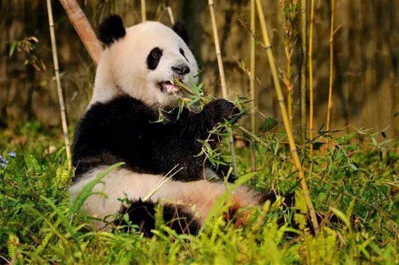 活动招募丨欢乐一夏！“陪玩”精彩活动抢先看,广州大剧院,肢体,工作坊,熊猫,内场,帽子,小朋友,朋友们,琥珀,游园会