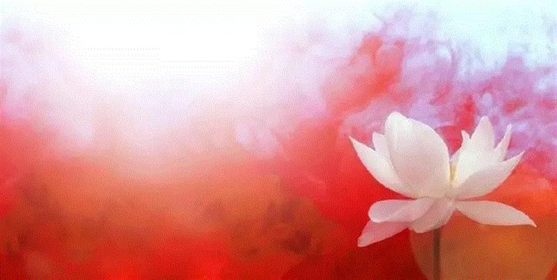 摄影 | 国外大师原来是这样拍荷花的,荷花,国外,长相,爱因斯坦,奖项,flickr,水粉画,水墨画,气质,小技巧