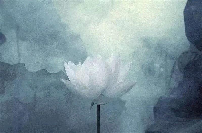 摄影 | 国外大师原来是这样拍荷花的,荷花,国外,长相,爱因斯坦,奖项,flickr,水粉画,水墨画,气质,小技巧