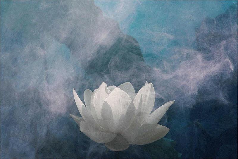 荷花在他的镜头下演绎出了另外一种意境，像水粉画，又像水墨画。“出淤泥而不染,濯清涟而不妖”的气质，展