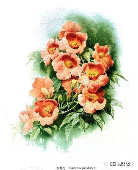 79岁爷爷40年画2000多幅花，登上《朗读者》，被称中国植物画第一人！,植物,朗读者,爷爷,年画,第一人,曾孝濂,一辈子,植物志,西双版纳,鸟类